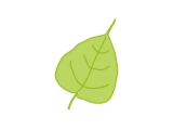 bodaiju-leaf.gif