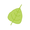 bodaiju-leaf.gif